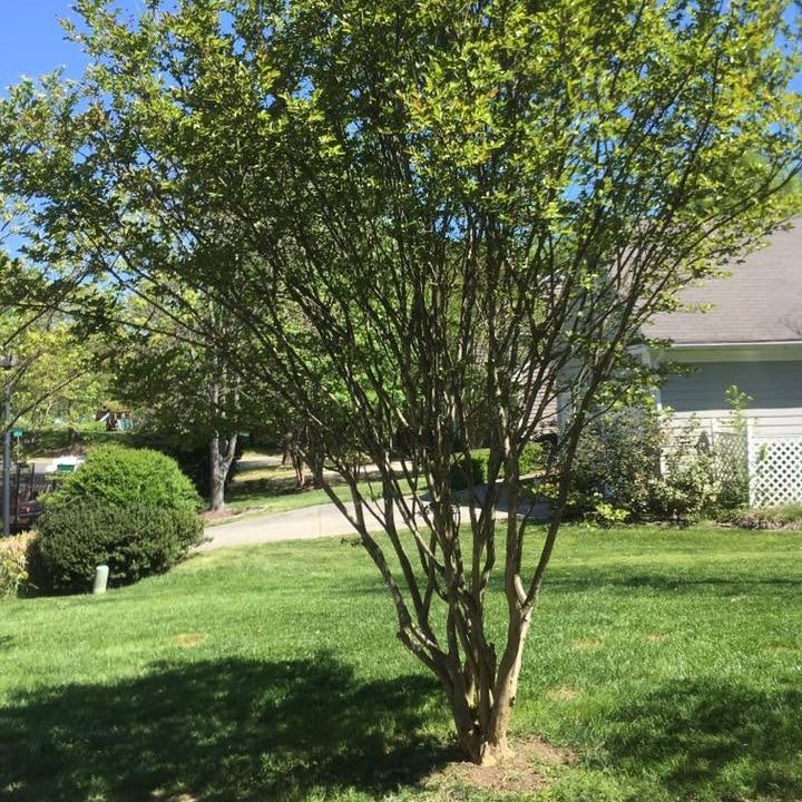 Pale gray house with white lattice behind a crape myrtle, boxwood shrubs and a green lawn