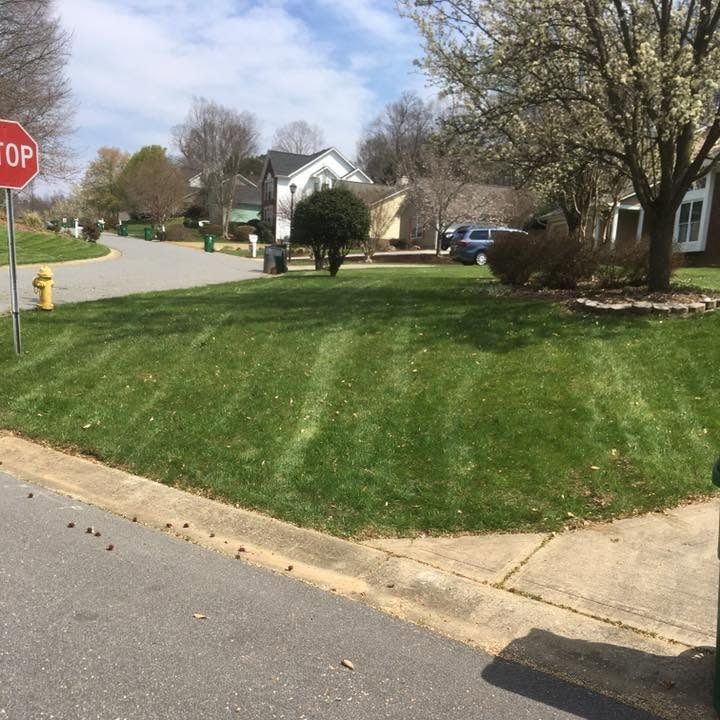 Mowed lawn with faint stripes beside a curb with a fire hydrant, a flowering pear tree and a mulched shrub bed