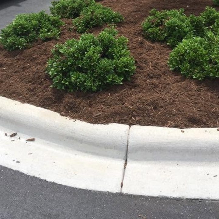 Parking lot island edged with a white curb and planted with rounded green shrubs in dark mulch