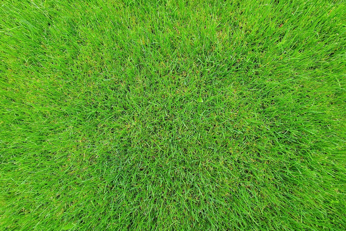 Top-down close view of thick evenly mowed bright green grass blades