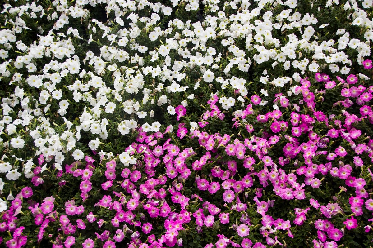 Dense mass of blooming white and bright pink petunias seen from above