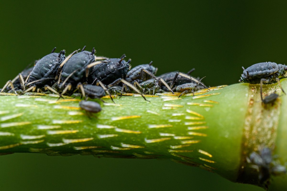 Close view of dark gray aphids clustered on a green plant stem