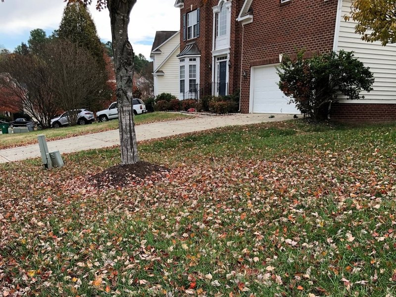 Lawn covered in fallen leaves around a tree with a mulch ring in front of a brick house and driveway