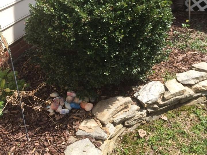 Square-trimmed boxwood-type shrub in shredded mulch bordered by flat gray stone, against beige siding