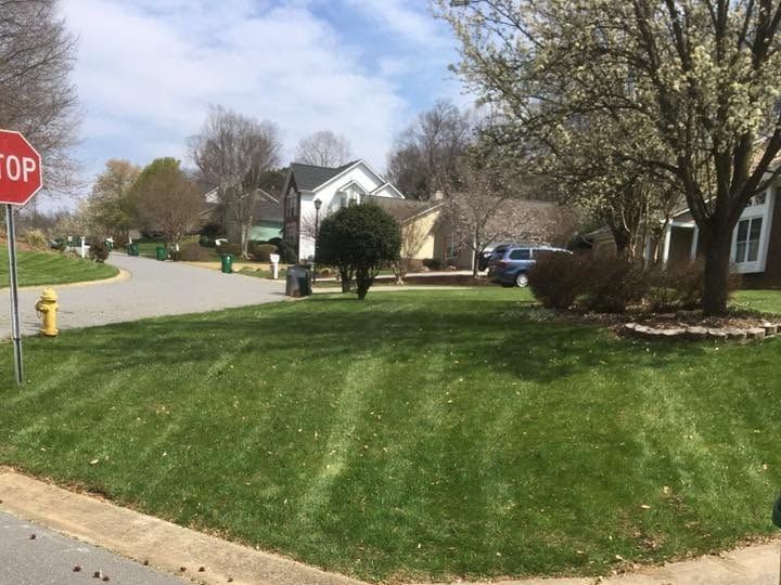 Freshly mowed lawn at a street corner with faint mowing stripes, a curb, and a flowering tree
