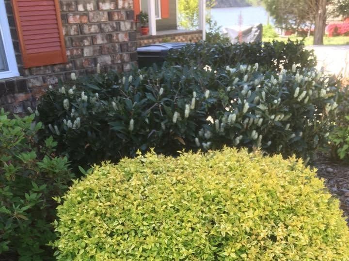 Rounded golden-green shrub in front of dark green flowering shrubs and a brick wall