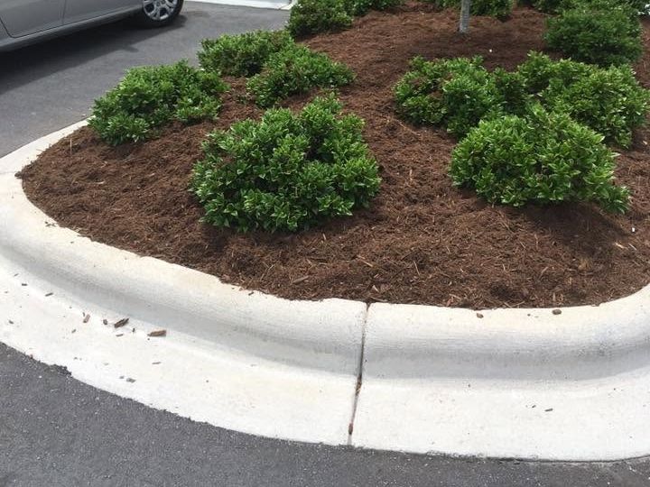 Curbed parking-lot island with rounded shrubs in fresh dark brown mulch