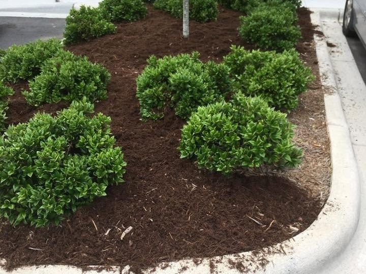 Curbed planting island with several rounded shrubs in fresh dark mulch beside a white curb