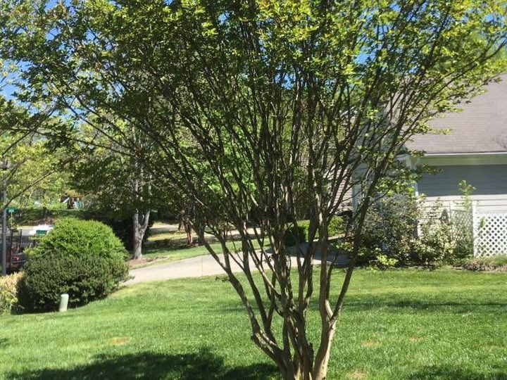 Crape myrtle with several stems leafing out beside boxwood shrubs on a front lawn
