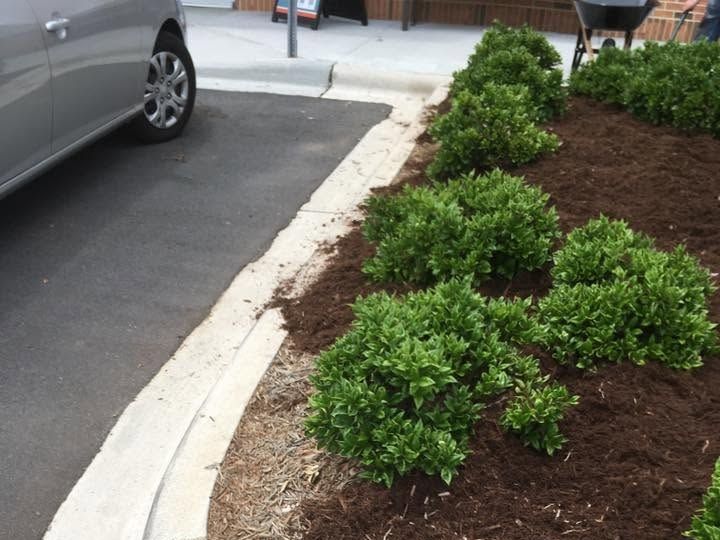 Curved concrete curb with a mulched bed behind it, three rounded shrubs, and pine straw along the edge