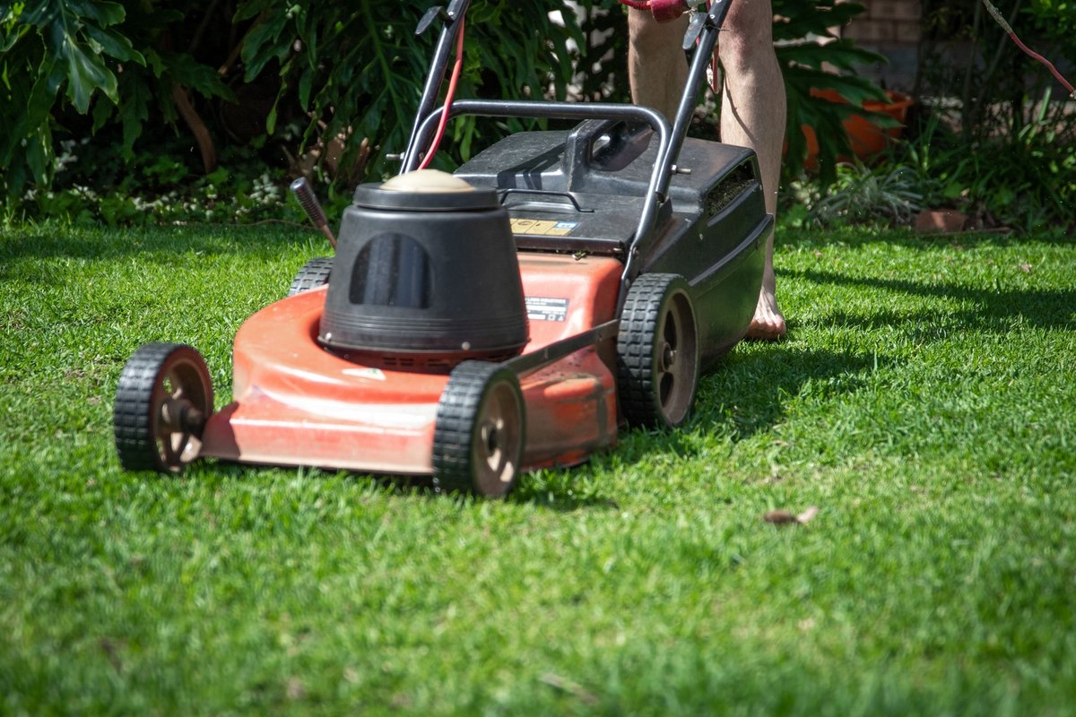 Red and black gas push mower with a bagger cutting a sunlit green lawn in front of leafy shrubs