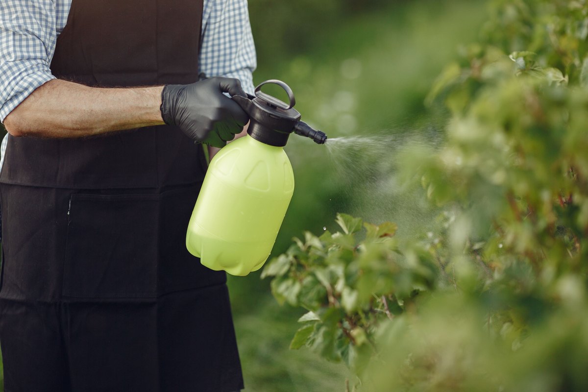 Gloved hand holding a lime green pump sprayer and misting green shrub branches