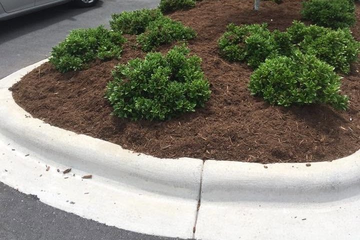 Curbed island with rounded shrubs in fresh dark brown mulch beside a parking space