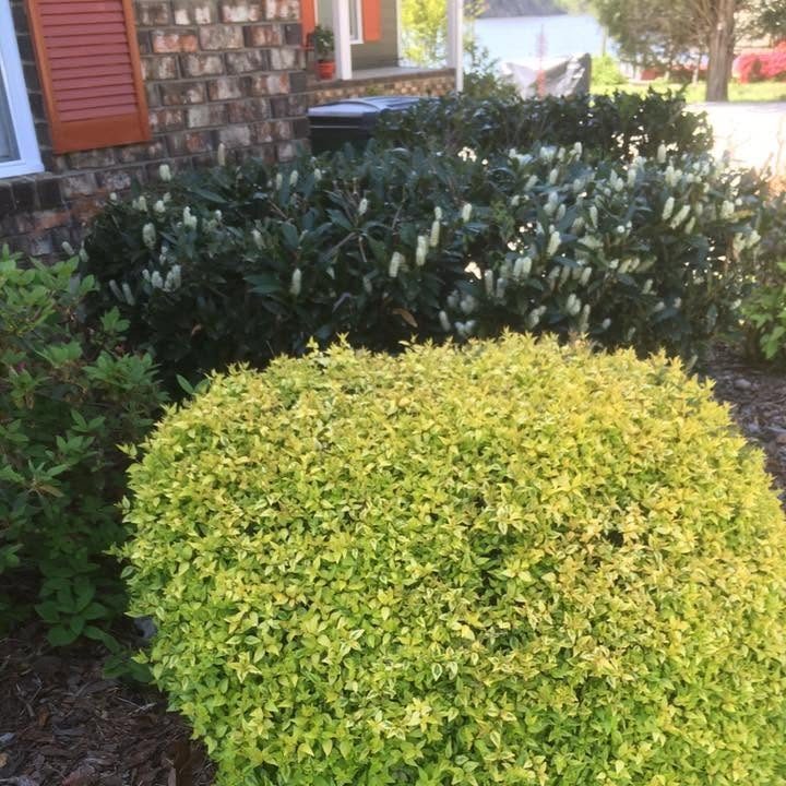Round golden-green shrub beside dark green flowering shrubs against a brick wall