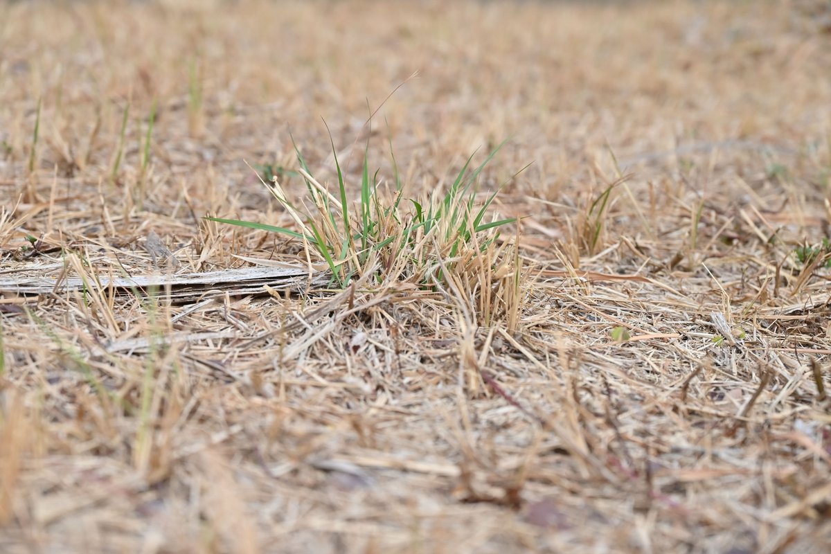 Dry tan dormant grass and thatch with one small tuft of green grass in the center