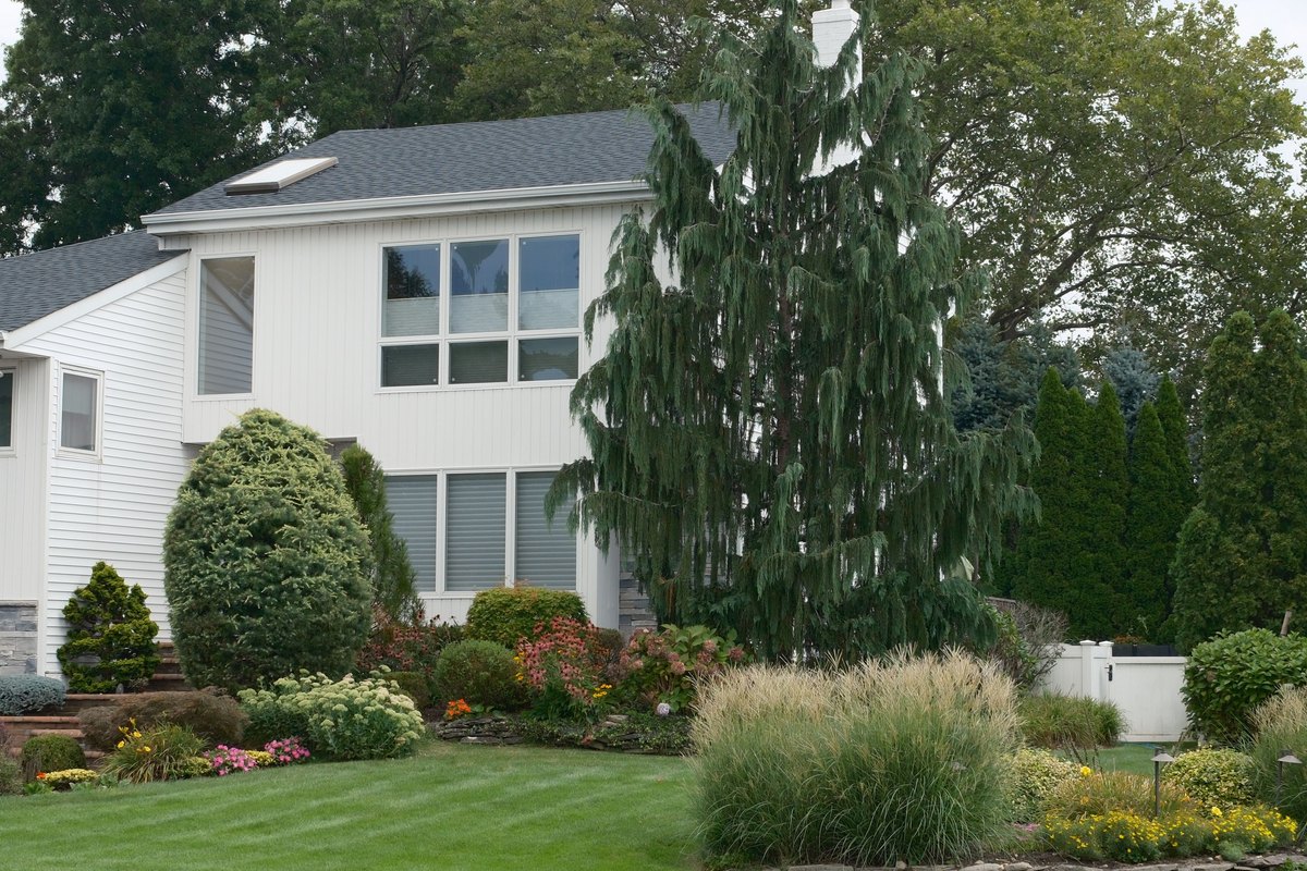 White two-story house with a tall weeping evergreen, planted flower beds, ornamental grasses and a mowed lawn in front