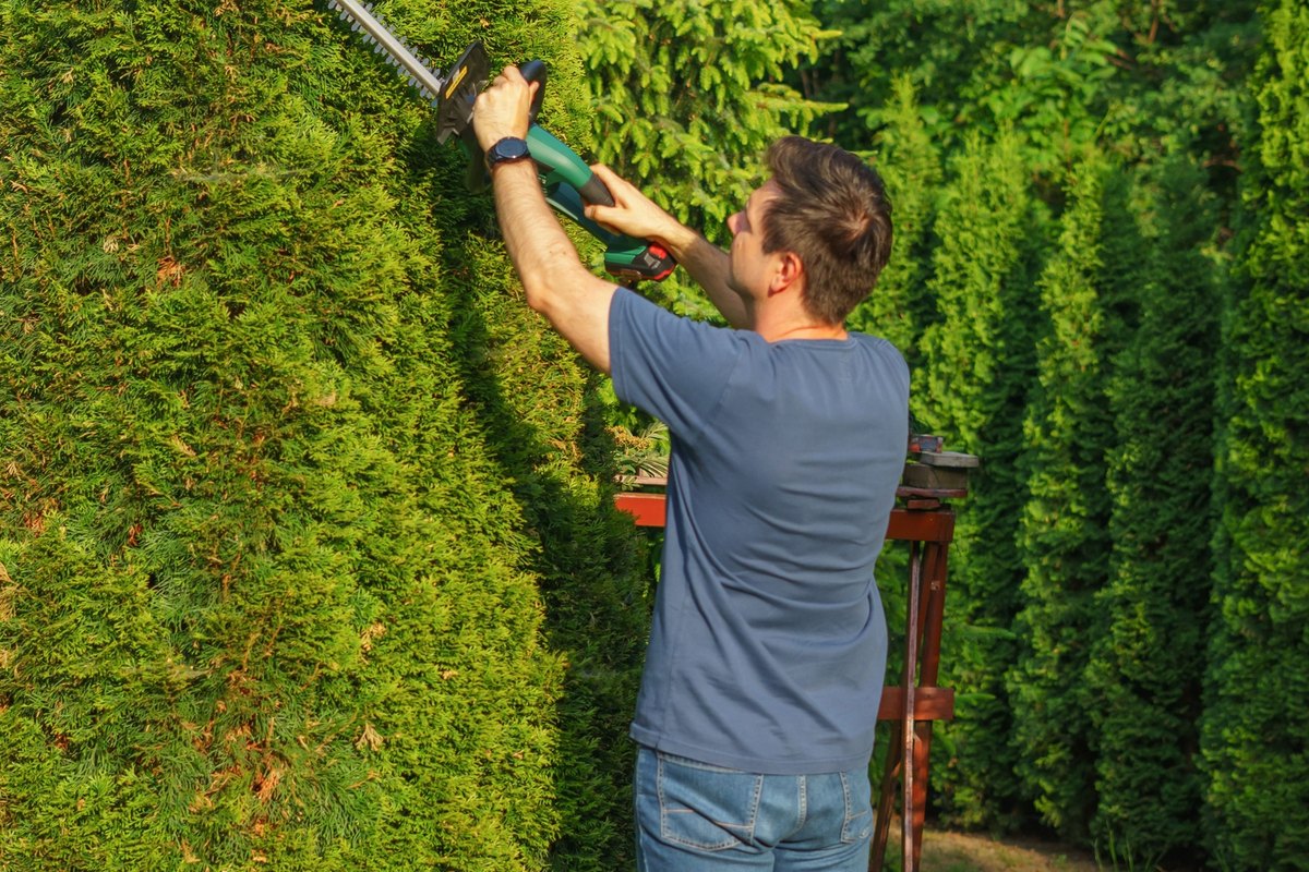 Man reaching up with a cordless hedge trimmer to cut a tall green arborvitae hedge