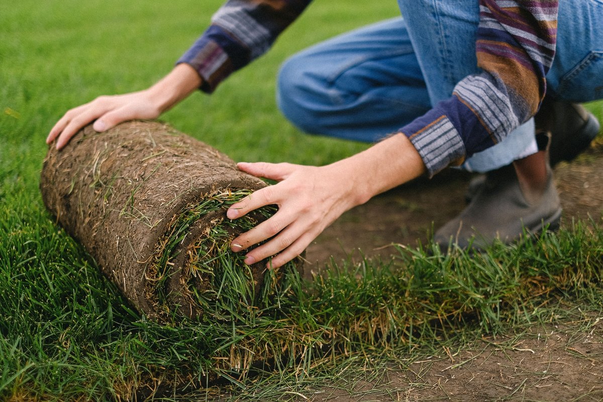 Person kneeling on a lawn unrolling a strip of sod with both hands beside bare soil