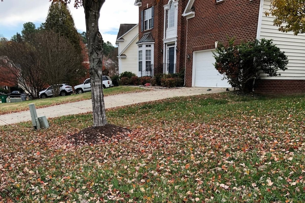 Front lawn covered in fallen red, orange and tan leaves beside a driveway and a young tree with a mulch ring