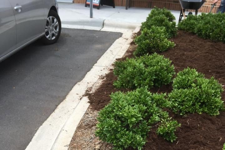 Curved curb with a mulched bed behind it, three rounded shrubs and a strip of pine straw along the inside edge