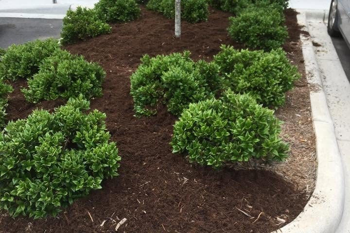 Rounded shrubs in a curbed island of fresh dark mulch beside a parking space, shown close up
