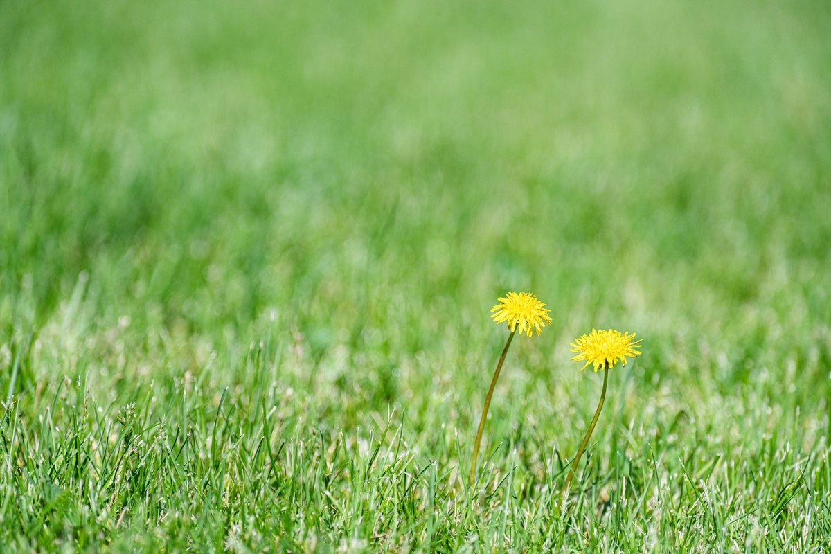 Two yellow dandelions rising from a mowed green lawn